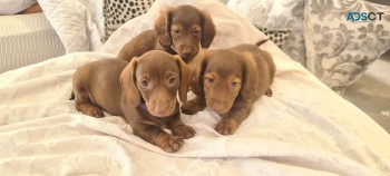 Adorable Dashchund Puppies Available