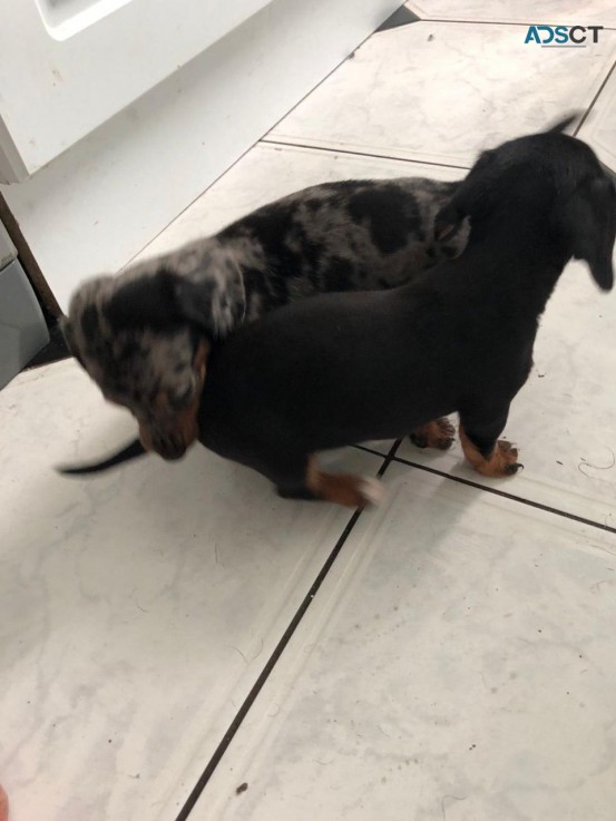 Miniature Dachshund Puppies Pra Clear