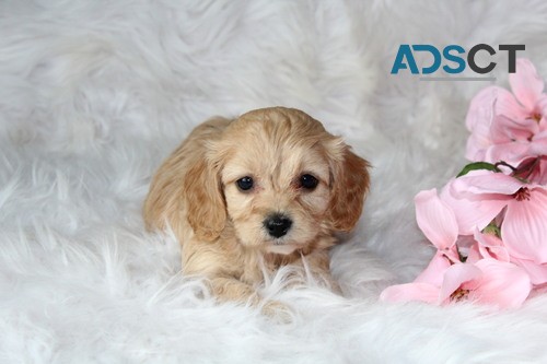 cavapoo puppies  for sale