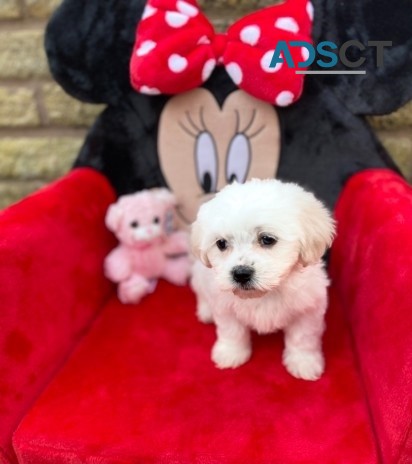 maltese puppies for sale