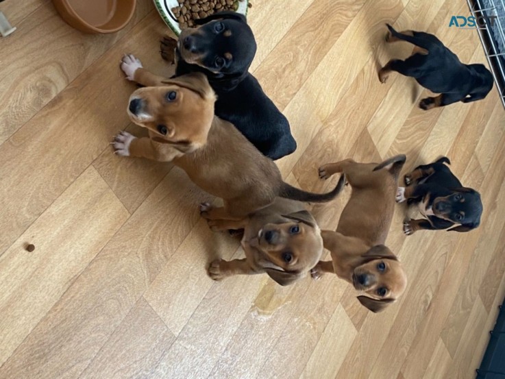 Smooth Hair  Dashchund Puppies For Sale