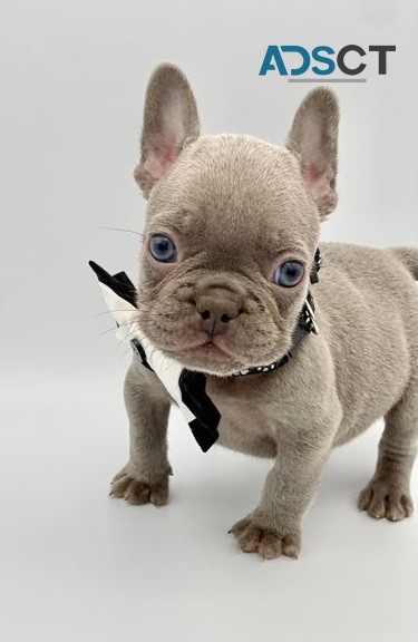  French bulldog puppies for sale