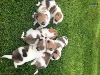 Awesome Jack Russell Puppies Available