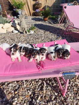 Gorgeous Jack Russell Puppies 