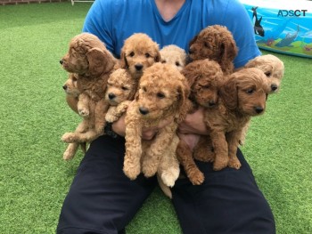 Goodendoodle  Puppies ready now