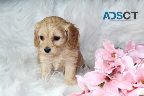 cavapoo puppies  for sale