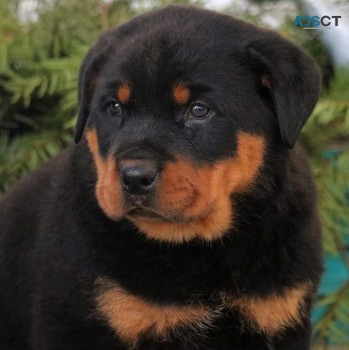 Rottweiler puppies for sale