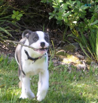 Saffordshire Terrier pups for  sale