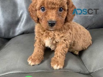 Apricot Cavapoo  Puppy