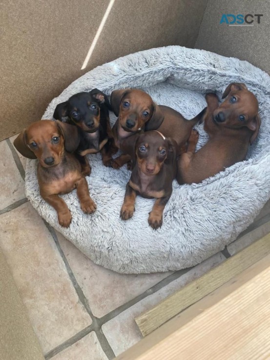 Beautiful Dachshund Puppies