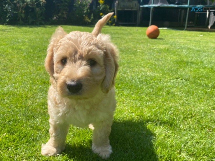 Adorable Labradoodle  Puppies Available