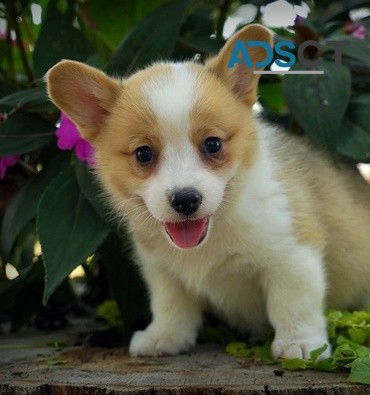 Pembroke Welsh Corgi