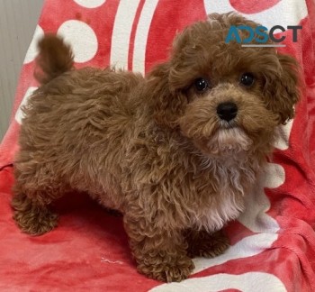 cavapoo puppies  for sale