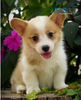 Home Pembroke Welsh Corgi