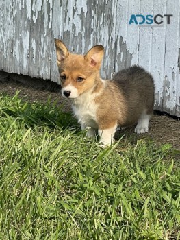 Sweet Pembroke Welsh Corgi