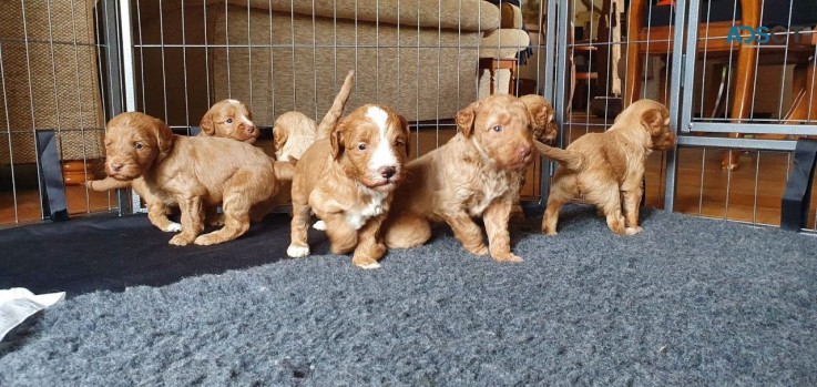 Adorable Labradoodle  Puppies Available