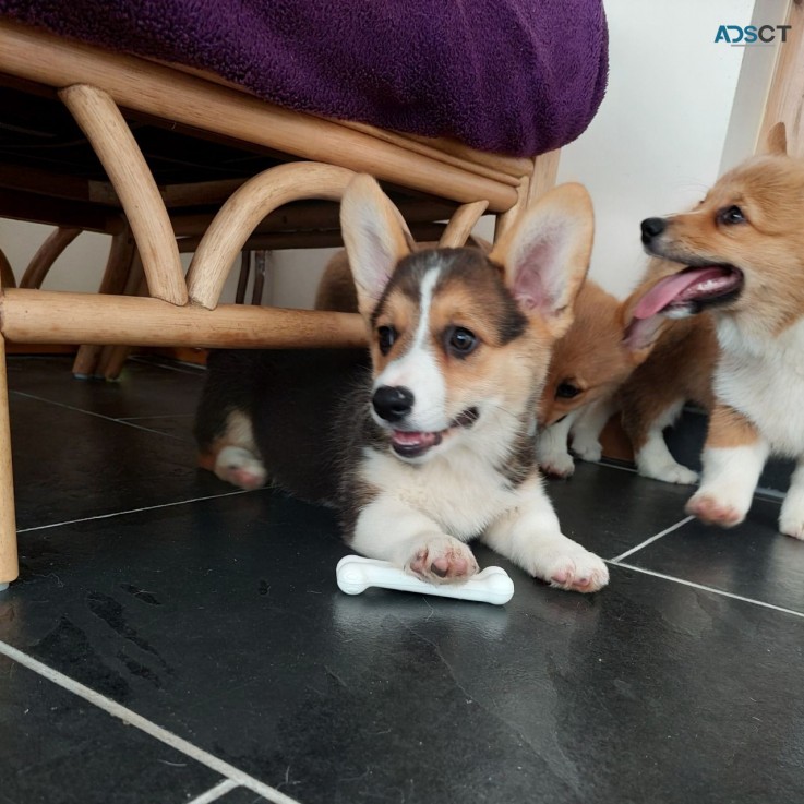 Adorable Pembroke welsh corgi puppies