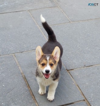 Stunning Pembroke welsh corgi puppies