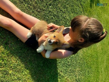 Excellent Pembroke welsh corgi puppies