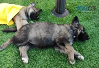 Pure breed German shepherd puppies