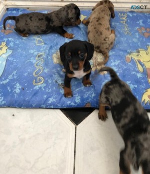 Male and female  Minature  Dashchund   P