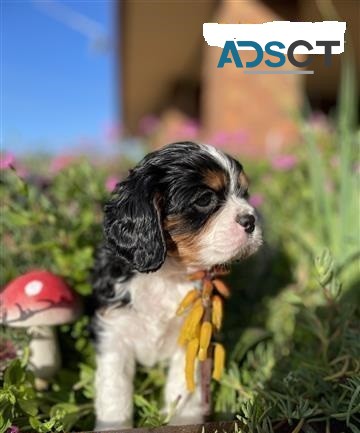 Male Cavalier King Charles Spaniels