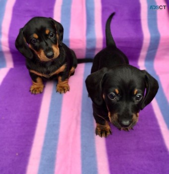 Male and female  Minature  Dashchund   P