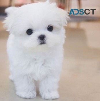 Maltese puppies for sale