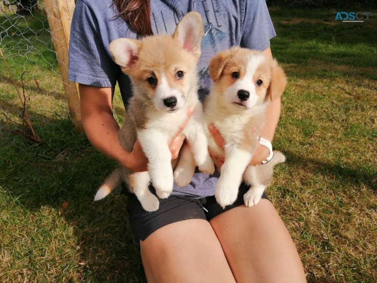 Wonderful 12 week old Welsh Corgi  puppi