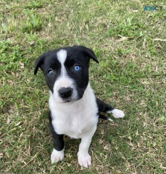 Border Collie Pups