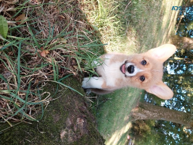 Rehome Pembroke welsh corgi puppies