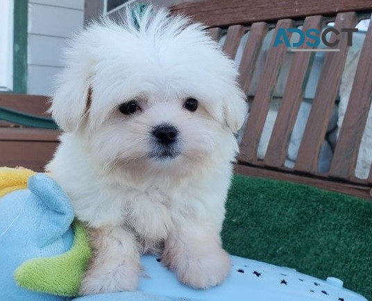 Maltese puppies for sale