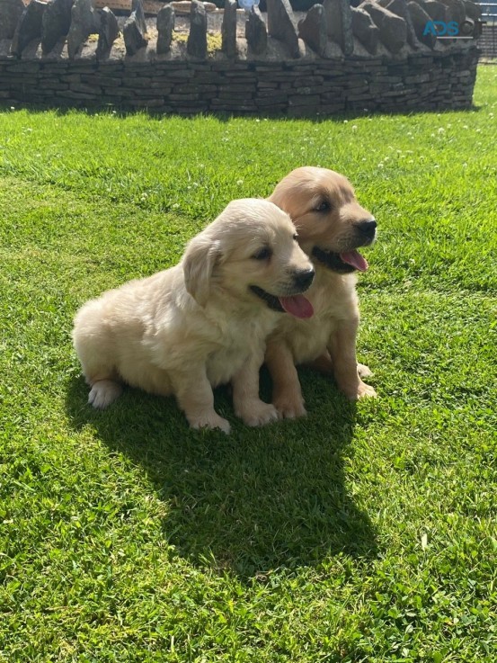  Male and Female Golden Retriever Puppie