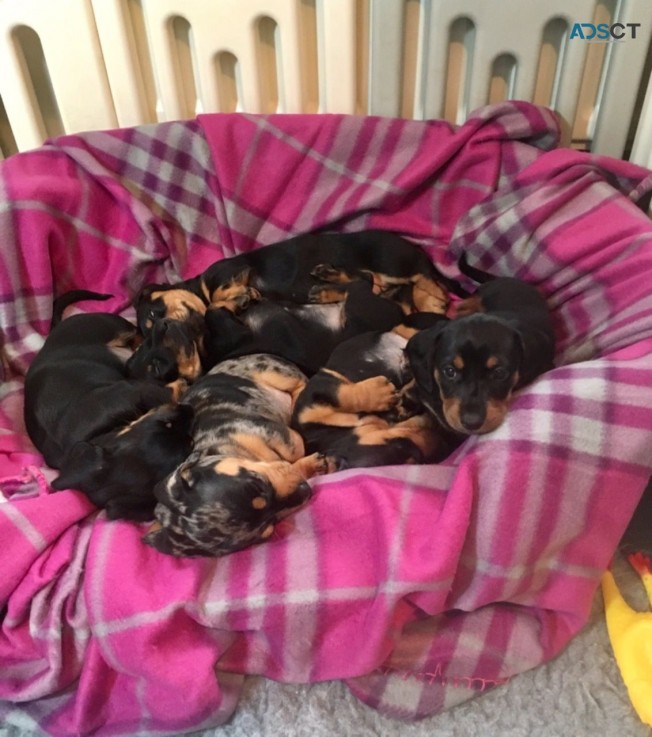 Super Cute Daschund Puppies for sale