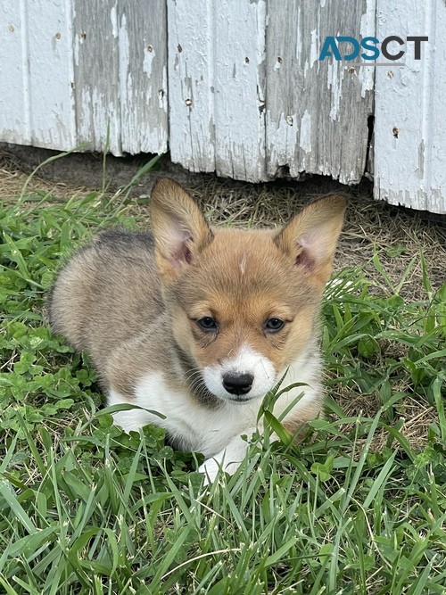 RE Pembroke Welsh Corgi