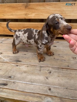 Daschund Miniature  puppies Available