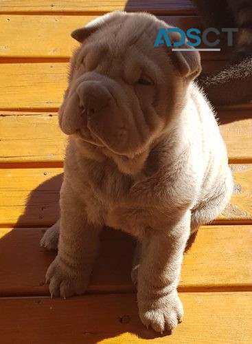 Male and female sharpei puppies