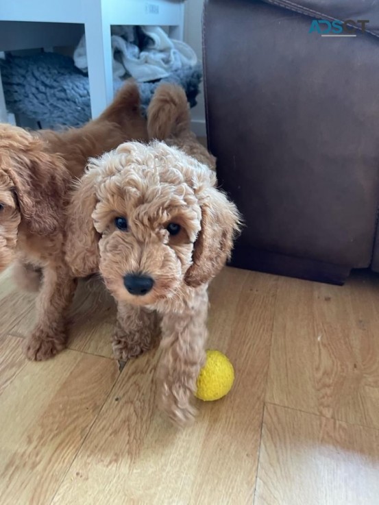 Adorable Goldendoodle  Puppies Available