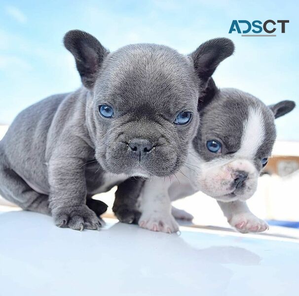 French Bulldog puppies for sale