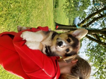 Sweet Pembroke welsh corgi puppies