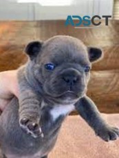 French Bulldog puppies for sale