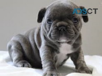 French Bulldog puppies for sale