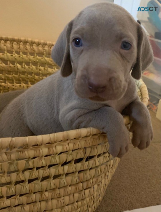 Kc Reg Weimaraner Puppies 