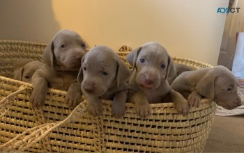 Kc Reg Weimaraner Puppies