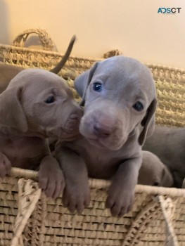 Kc Reg Weimaraner Puppies 