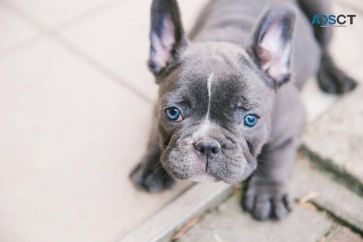 French Bulldog puppies for sale