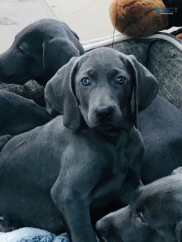 Kc Reg Weimaraner Puppies 