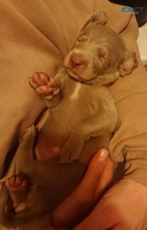 Kc Reg Weimaraner Puppies