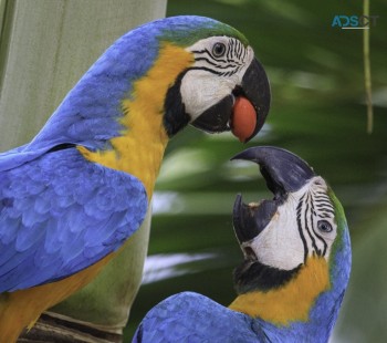 Hyacinth Macaw Parrots For Sale