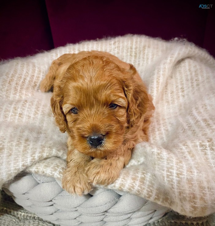 Cavoodle Puppies